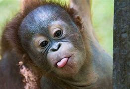 Image result for Orangutan with Baby