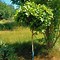 Image result for Quercus palustris Green Dwarf
