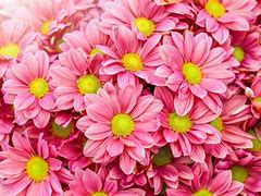 Image result for White and Pink Daisies Wallpaper