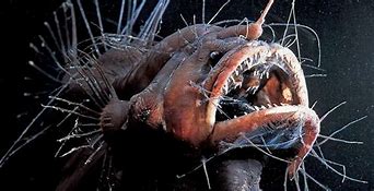 Image result for Ugly Freshwater Fish