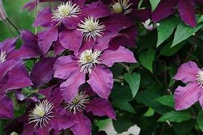 Image result for Clematis Niobe