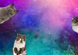 Image result for Crazy Cat Background