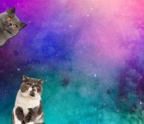 Image result for Funny Cat Zoom Backgrounds