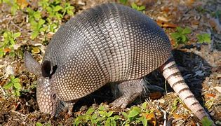 Image result for Show-Me Pictures of Armadillo Poop