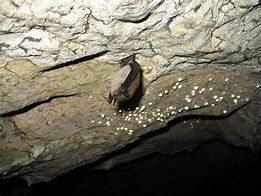 Image result for Little Brown Bats Cave