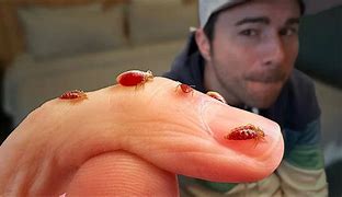 Image result for Bed Bug Nymph or Book Lice