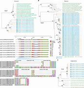 Image result for Pangolin Protein Sequence