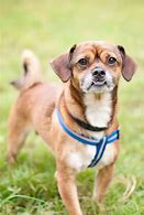 Image result for Cutest Mixed Breed Dogs