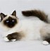 Image result for Kucing Persia