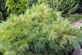 Image result for Pinus strobus Blue Shag