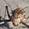 Image result for Cricket Fighting Insect
