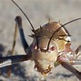 Image result for Giant Cricket Bug