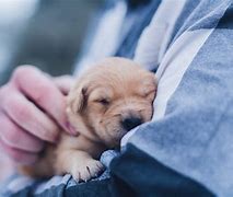 Image result for Happy Puppy in Home