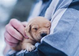 Image result for Puppy in Arms