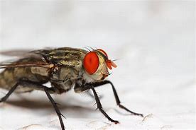 Image result for "flesh-flies"