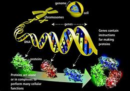 Image result for Common Features of Genes and Chromosomes