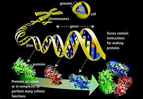 Image result for Genetics Images of Biology