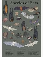 Image result for Halloween Bat Species