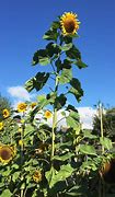 Image result for Biggest Sunflower Seed