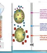 Image result for Size-Exclusion Chromatography