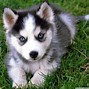 Image result for Cute Huskies Puppies