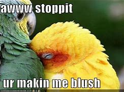 Image result for Aawww Stop It Meme