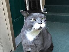 Image result for Fancy Cat Meme