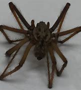 Image result for Giant Spider Pics