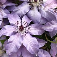 Image result for Pale Purple Clematis