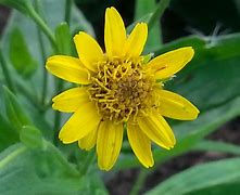 Image result for Arnica chamissonis