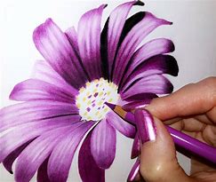 Image result for Amapola Flower Drawing
