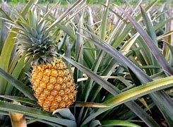 Image result for A Pineapple Tree