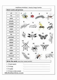 Image result for Insects Worksheet Grade 2 Black and White