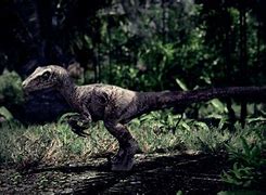Image result for Velociraptor Wallpaper