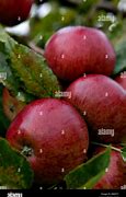 Image result for Seasons of an Apple Tree Summer
