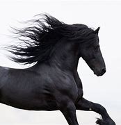 Image result for Black and White Friesian