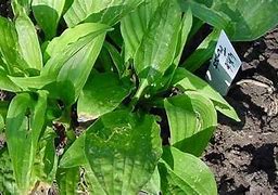 Image result for Hosta White Trumpets