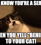 Image result for Yelling Cat Meme