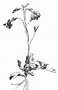 Image result for Cherry Sapling