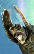 Image result for Greeen Sea Turtle Funny
