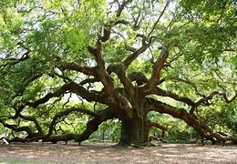 Image result for 7000 Year Old Tree