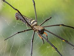 Image result for Biggest Spider in Singapore Museum