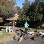 Image result for Cutest Crazy Cat Lady
