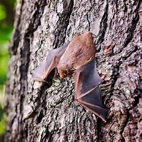 Image result for UK Bats