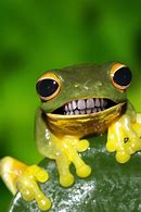 Image result for Frog Teeth Meme