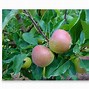 Image result for Malus domestica Grauweling