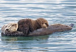 Image result for Pink Otter in Water