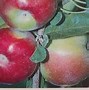 Image result for Mutsu Apple Tree