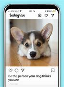 Image result for Instagram Dog Memes