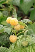 Image result for Rubus idaeus All Gold